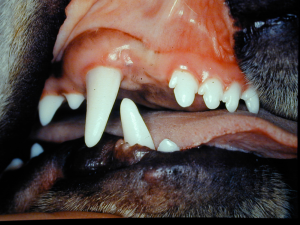 A Beagle breed dog showing a missing permanent right maxillary third incisor tooth