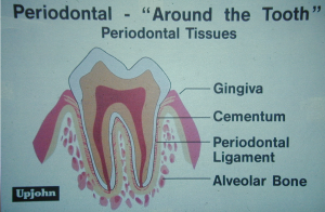 Periodontal tissues – Upjohn Animal Health poster