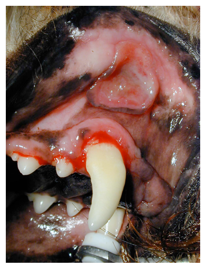 Severe gingival recession and localised buccal mucosal ulceration (kissing ulceration) in a dog