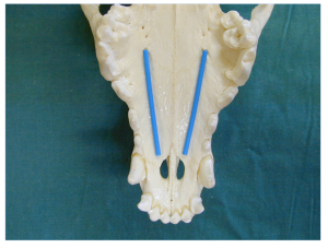 ith positions of the palatine nerve in a dog (blue line)