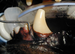 Periodontal pocket of greater than 10mm on the buccal surface of the mandibular left 3rd incisor tooth as demonstrated by the periodontal probe placed into the pocket