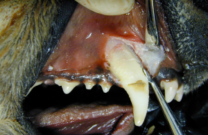 Placement of a winged elevator into the cranial groove adjacent to the maxillary right canine tooth in a dog